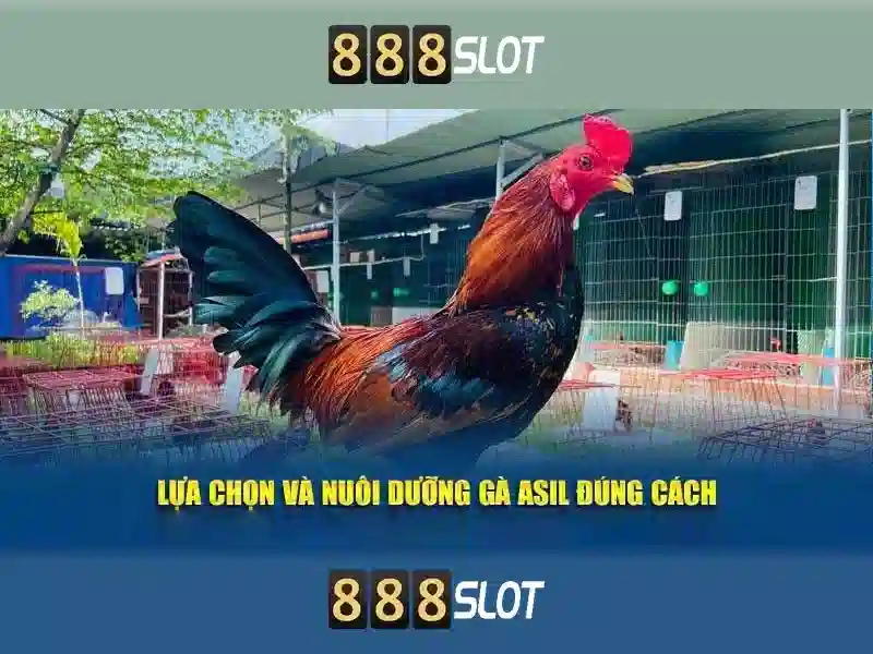 Khuyến mãi và cách chơi Khuyến mãi và cách chơi